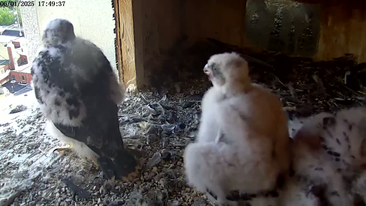 Two fluffy falcon chicks sit amongst debris in a wooden nest box, with a view of a city visible through a window.