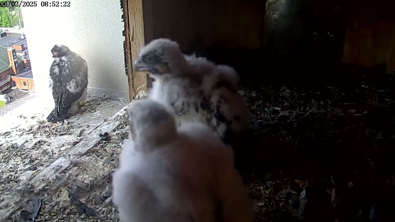 Three fluffy falcon chicks huddle together near an adult falcon in a nest, with a city visible through a nearby window.