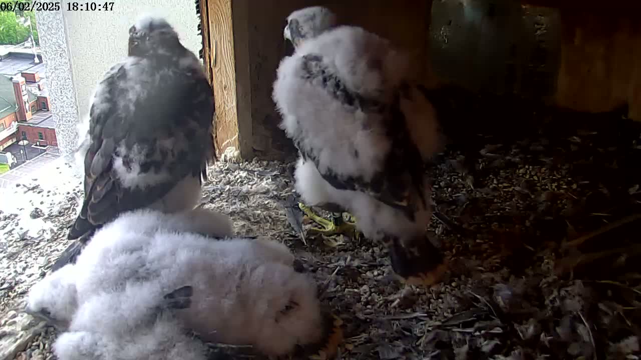 Two juvenile falcons stand over a smaller, fluffier falcon chick in a nest, viewed from inside a building looking out towards a cloudy, overcast day.