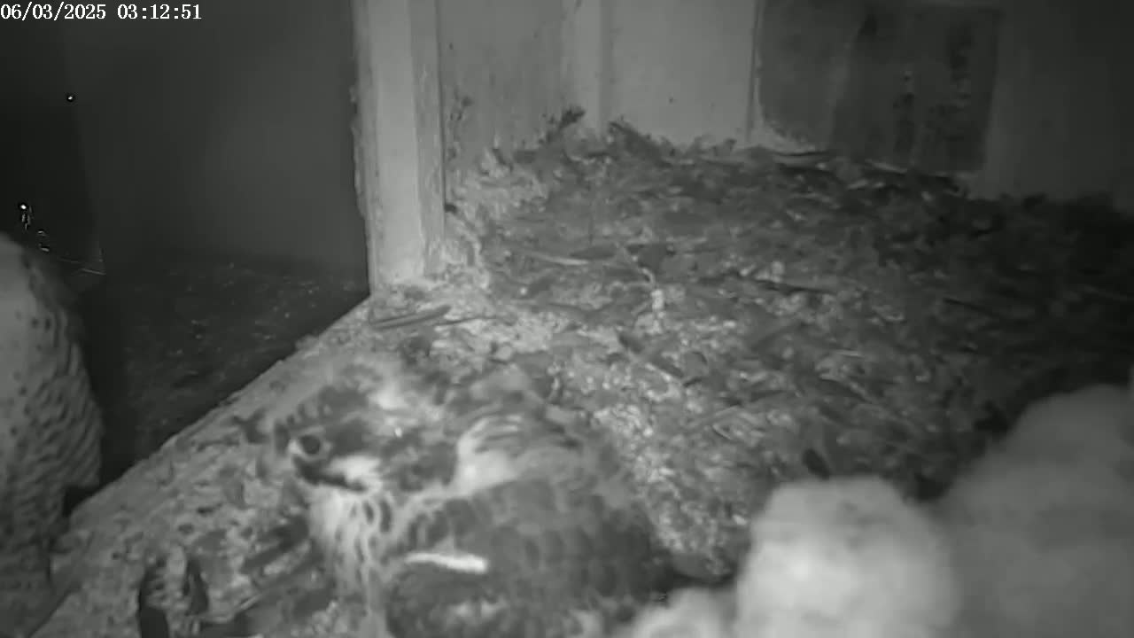 A nest of several young birds is nestled in a dark, cluttered corner, possibly at night.