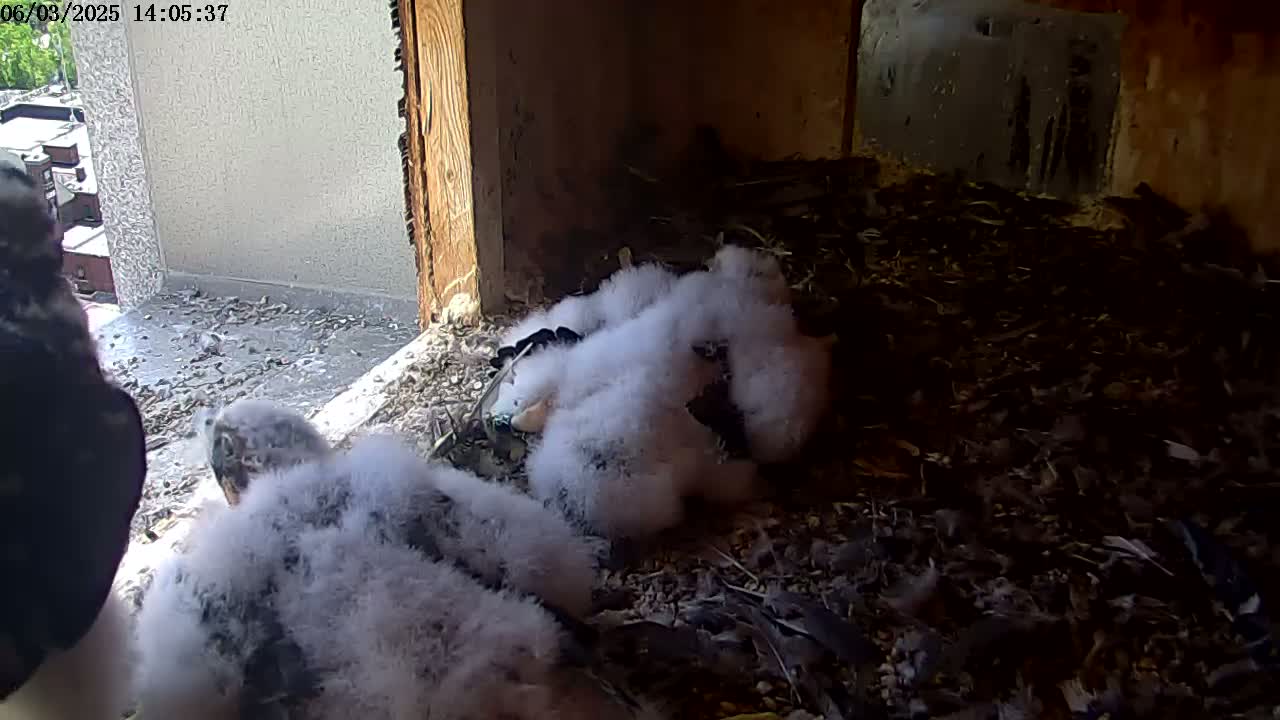 Several fluffy, light gray falcon chicks huddle together in a nest of dark brown material near a window with a view of a city.