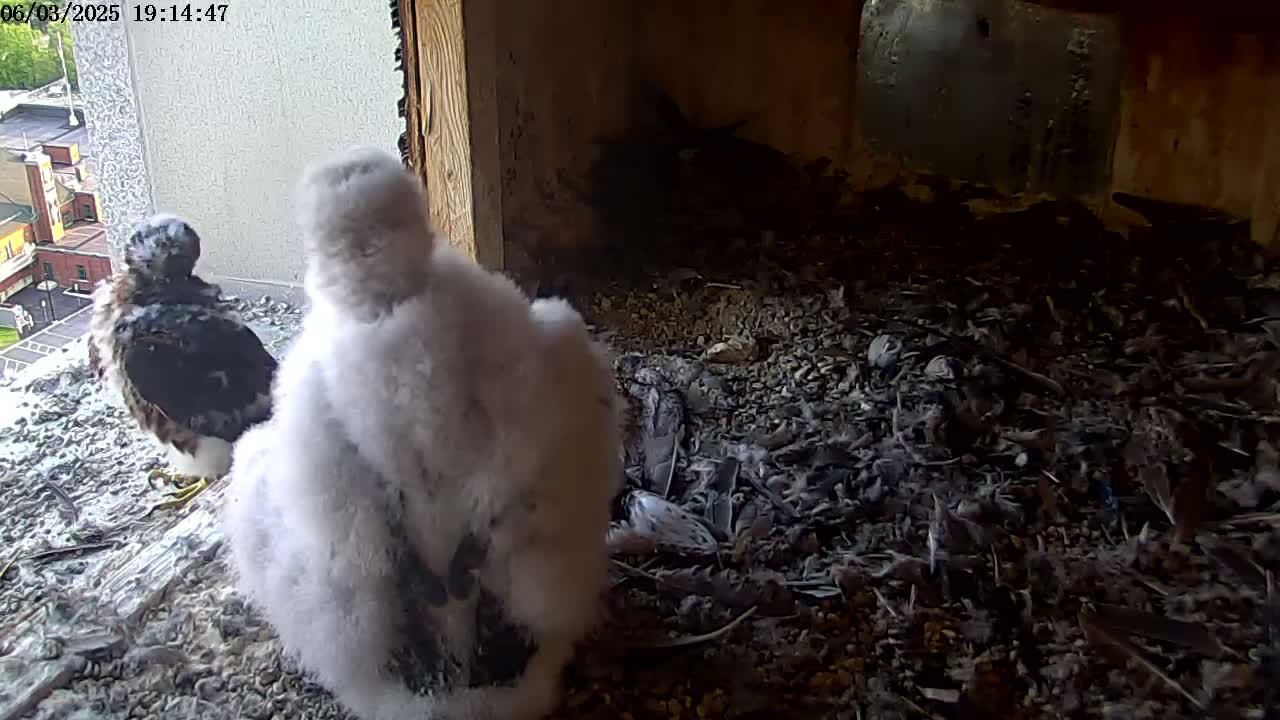 Two fluffy falcon chicks stand near the edge of a nest filled with debris, while a third chick is partially visible in the background.