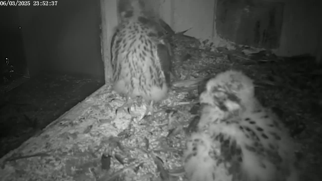 New Hampshire , Manchester City Skyline & Falcons Life Live Cam 2 - Manchester, Hillsborough, New Hampshire, USA
