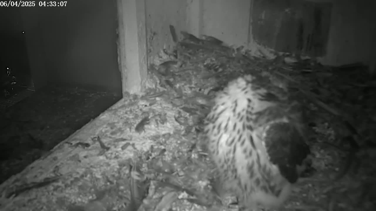 A bird, possibly a falcon, is nestled in a debris-filled nest at night.
