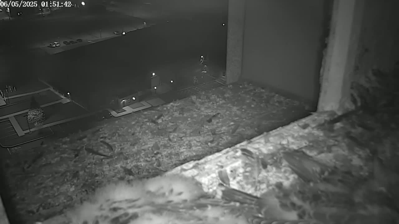 A nighttime, infrared view shows a birds-eye perspective of a parking lot and building, with a nest containing multiple indistinct birds visible in the foreground.