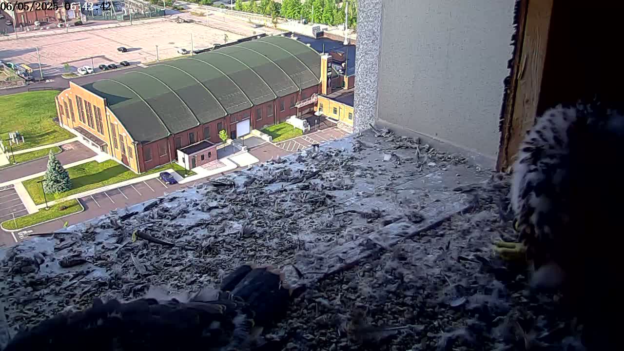 A bird sits on a ledge overlooking a parking lot and a large, low-slung brick building on a sunny day.