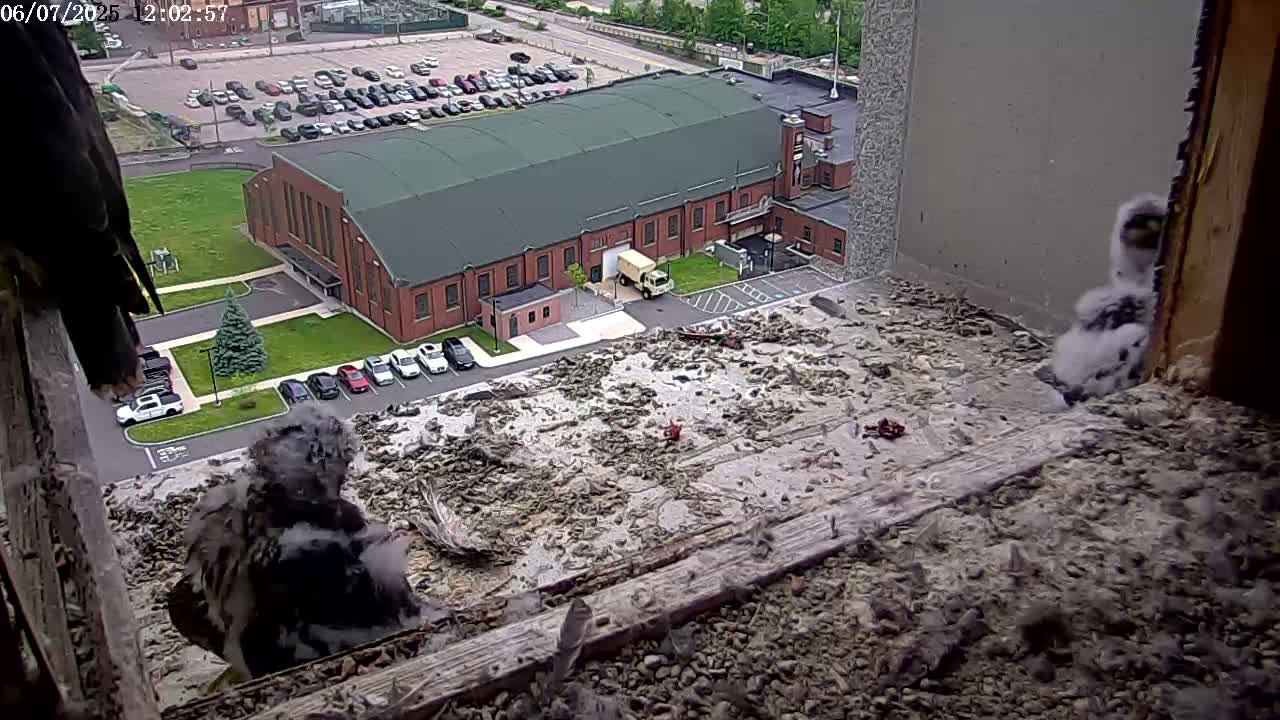 Three falcon chicks are perched on a debris-covered ledge overlooking a parking lot and a large brick building on a partly cloudy day.