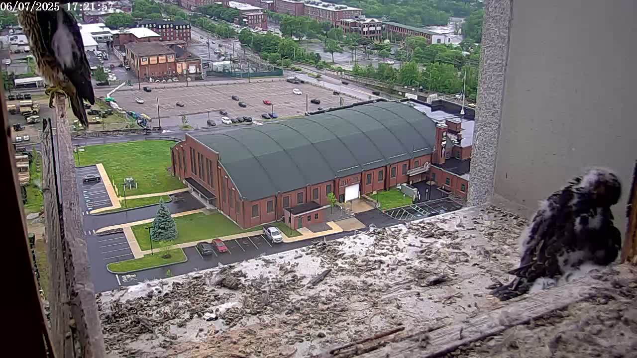 A peregrine falcon perches on a ledge overlooking a large brick building and a parking lot, with another falcon on the ground below in an overcast outdoor setting.