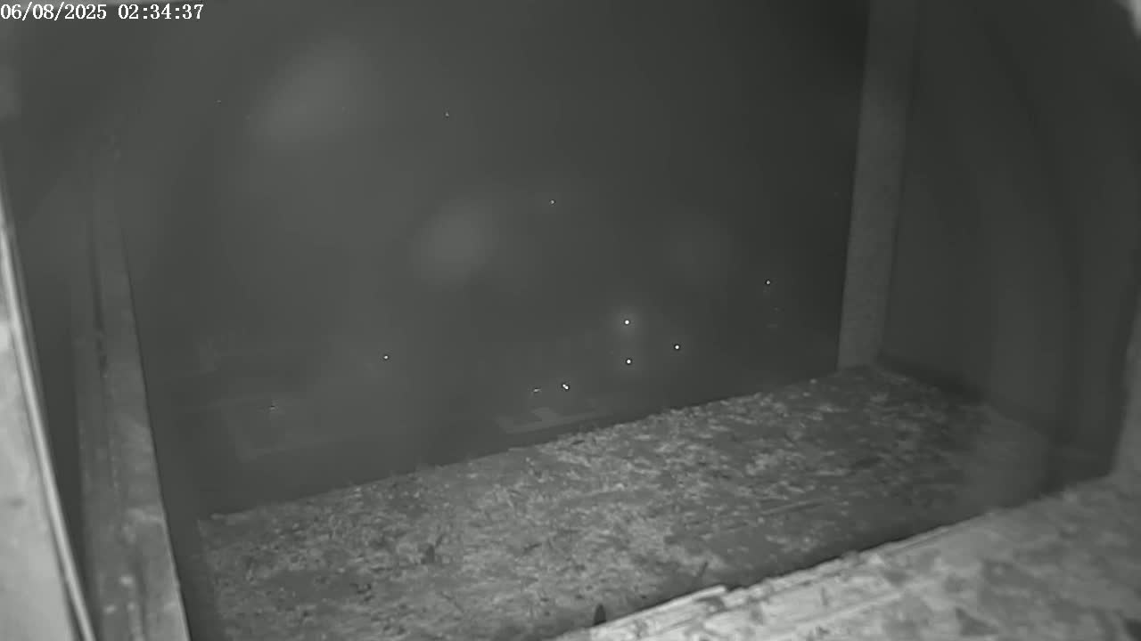 New Hampshire , Manchester City Skyline & Falcons Life Live Cam 2 - Manchester, Hillsborough, New Hampshire, USA