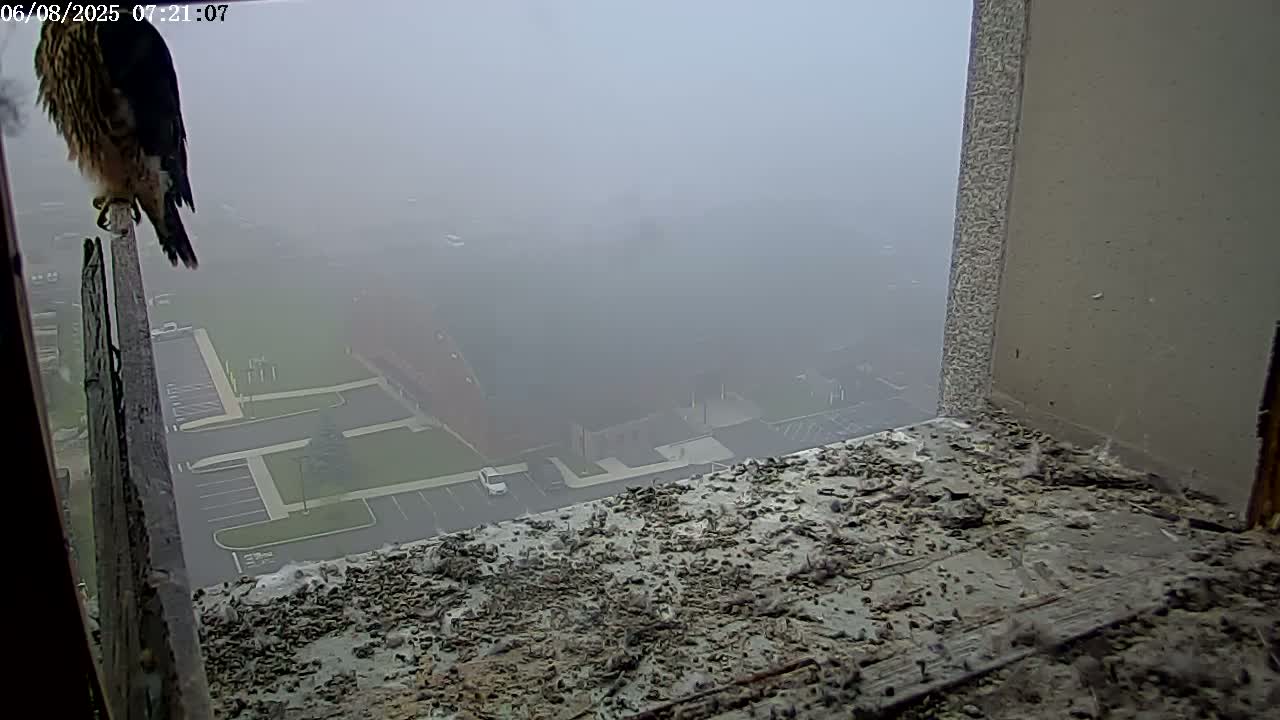 A falcon perches on a wooden post in a foggy outdoor setting overlooking a parking lot and buildings.