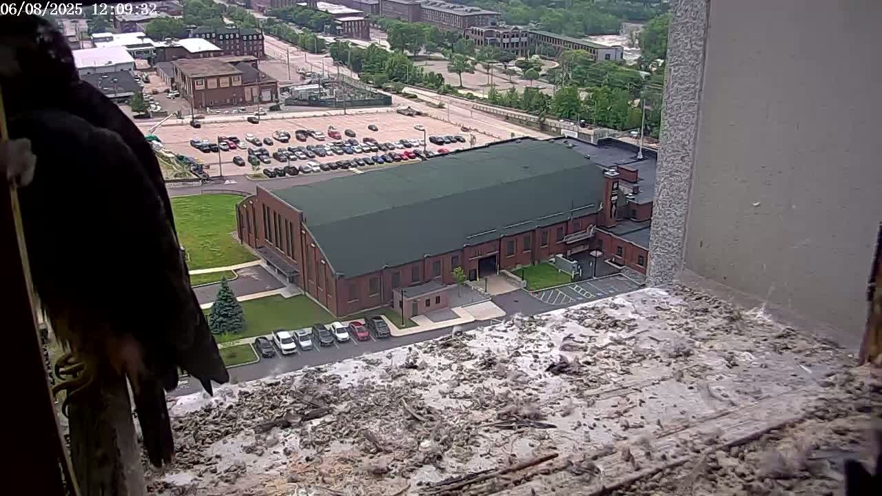 A dark bird perches on a windowsill overlooking a large brick building and a parking lot filled with cars, a grassy area, and other buildings in the distance on a partly cloudy day.