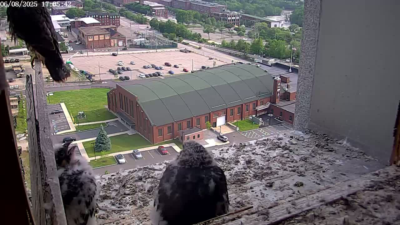 New Hampshire , Manchester City Skyline & Falcons Life Live Cam 2 - Manchester, Hillsborough, New Hampshire, USA