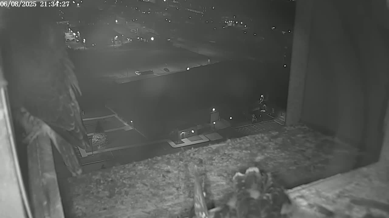 New Hampshire , Manchester City Skyline & Falcons Life Live Cam 2 - Manchester, Hillsborough, New Hampshire, USA