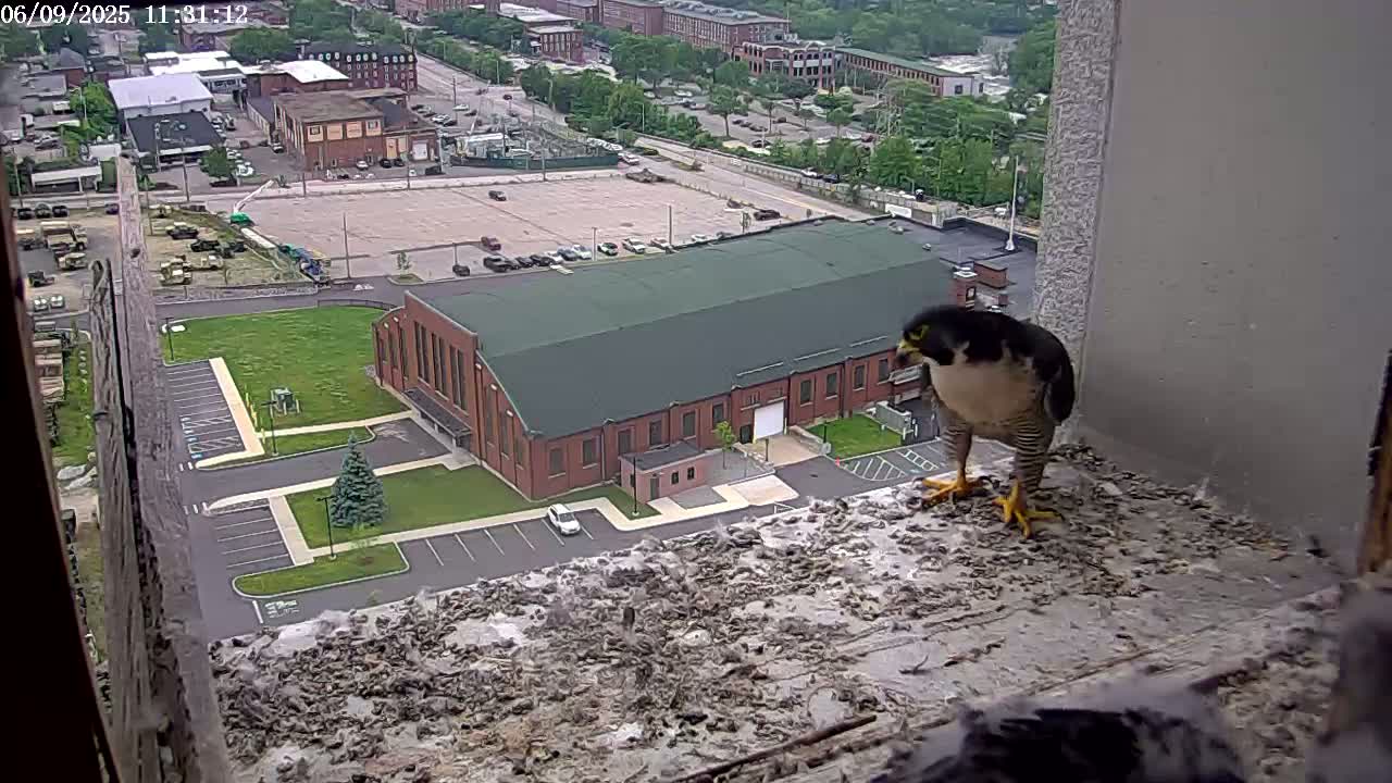A peregrine falcon stands on a window ledge overlooking a large brick building and a parking lot on a partly sunny day.