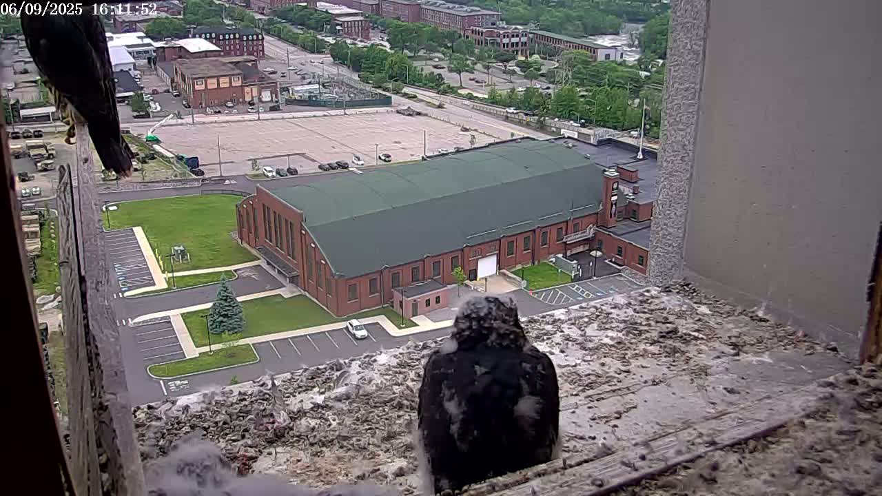 New Hampshire , Manchester City Skyline & Falcons Life Live Cam 2 - Manchester, Hillsborough, New Hampshire, USA