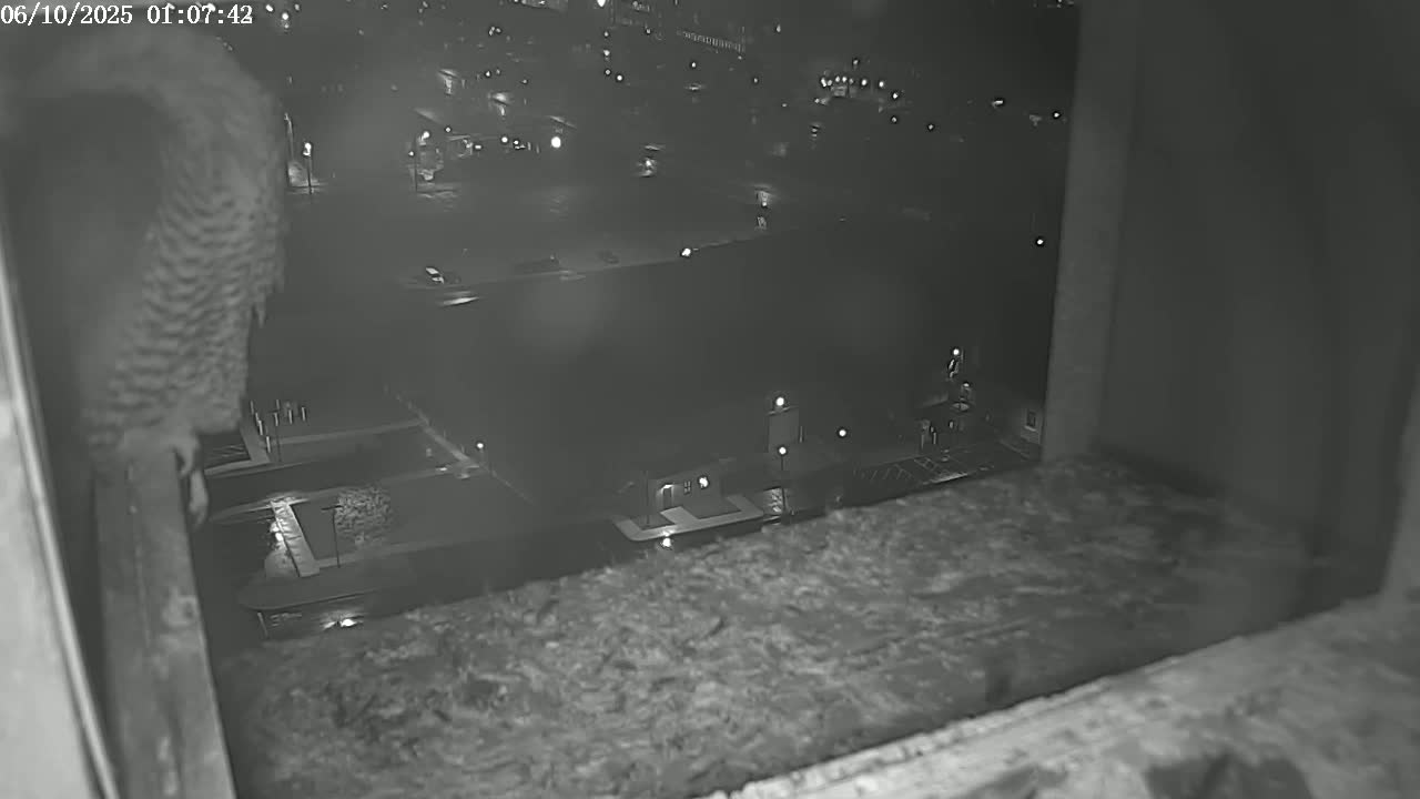 New Hampshire , Manchester City Skyline & Falcons Life Live Cam 2 - Manchester, Hillsborough, New Hampshire, USA