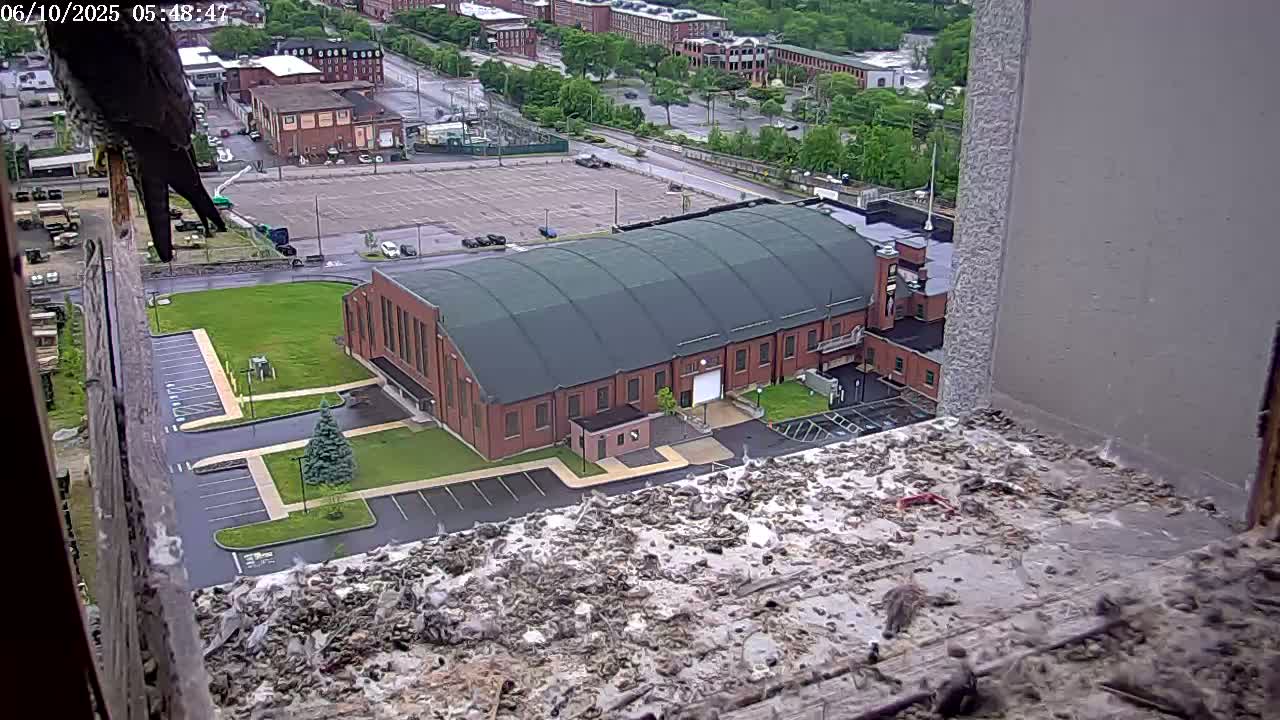 A falcon perches on a ledge overlooking a large brick building and a parking lot on a wet day.