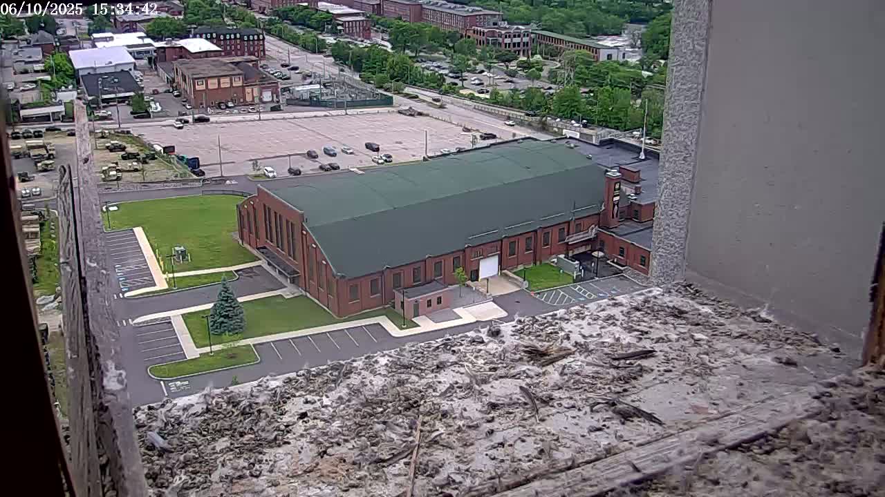 New Hampshire , Manchester City Skyline & Falcons Life Live Cam 2 - Manchester, Hillsborough, New Hampshire, USA