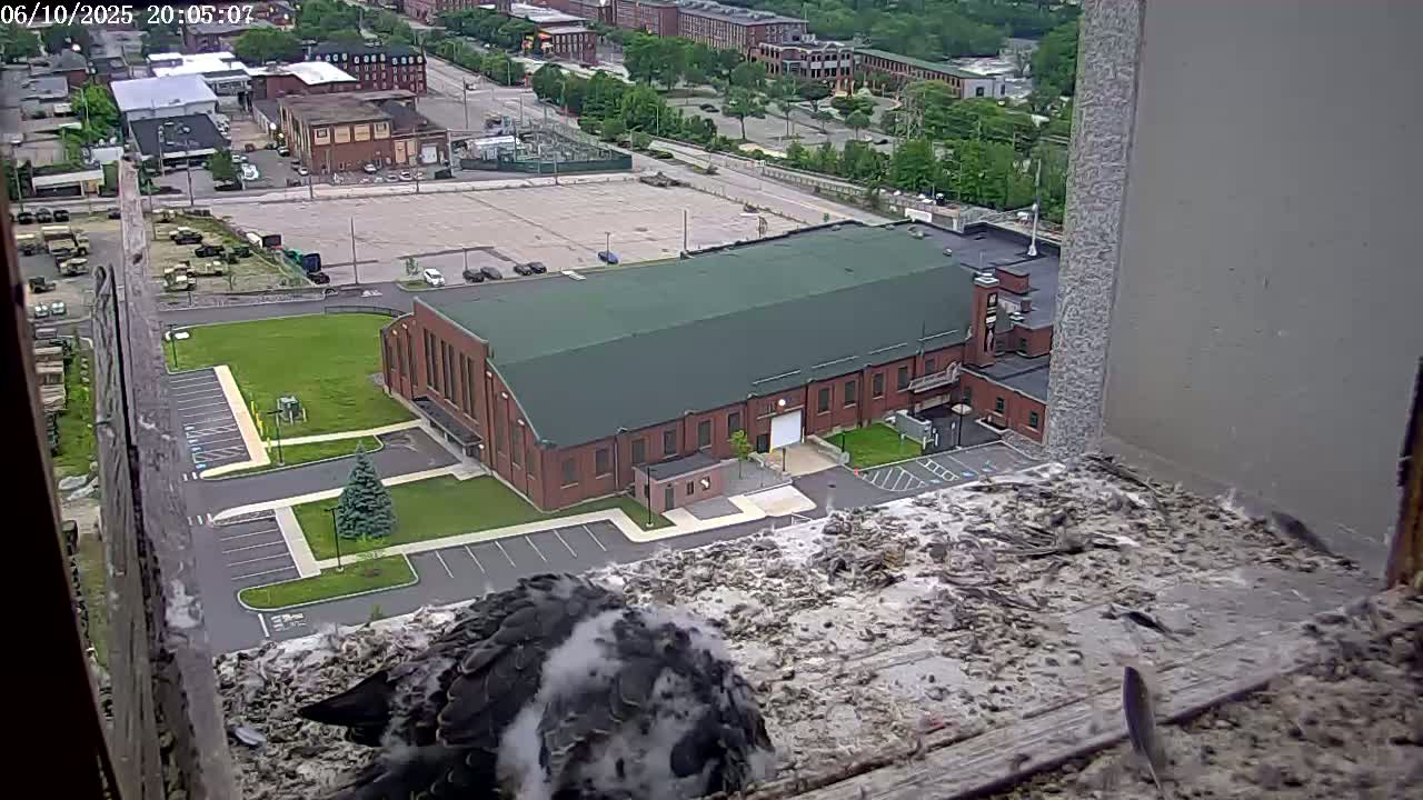 New Hampshire , Manchester City Skyline & Falcons Life Live Cam 2 - Manchester, Hillsborough, New Hampshire, USA