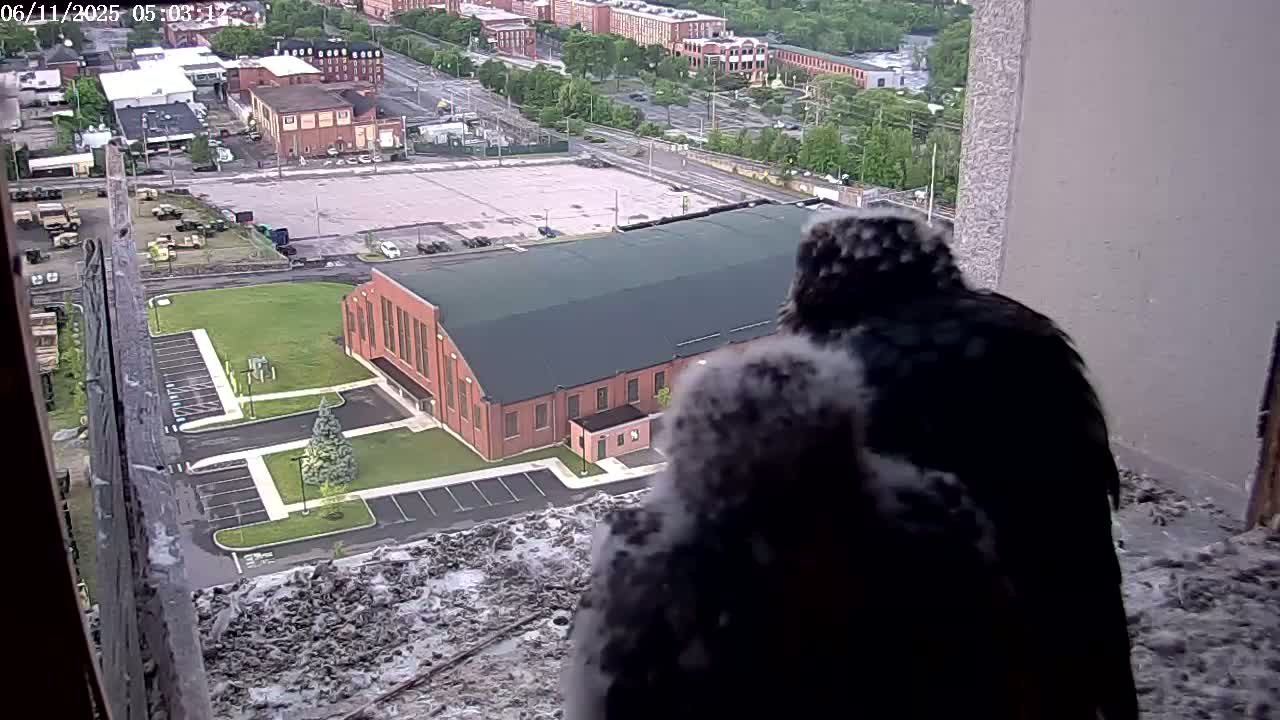 Two dark-feathered birds are seen from behind, perched on a ledge overlooking a cityscape on an overcast day.