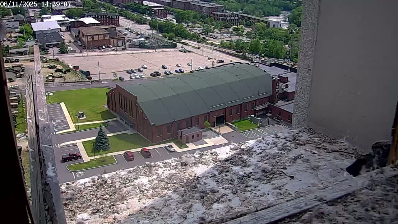 New Hampshire , Manchester City Skyline & Falcons Life Live Cam 2 - Manchester, Hillsborough, New Hampshire, USA