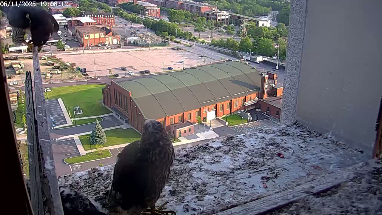 New Hampshire , Manchester City Skyline & Falcons Life Live Cam 2 - Manchester, Hillsborough, New Hampshire, USA