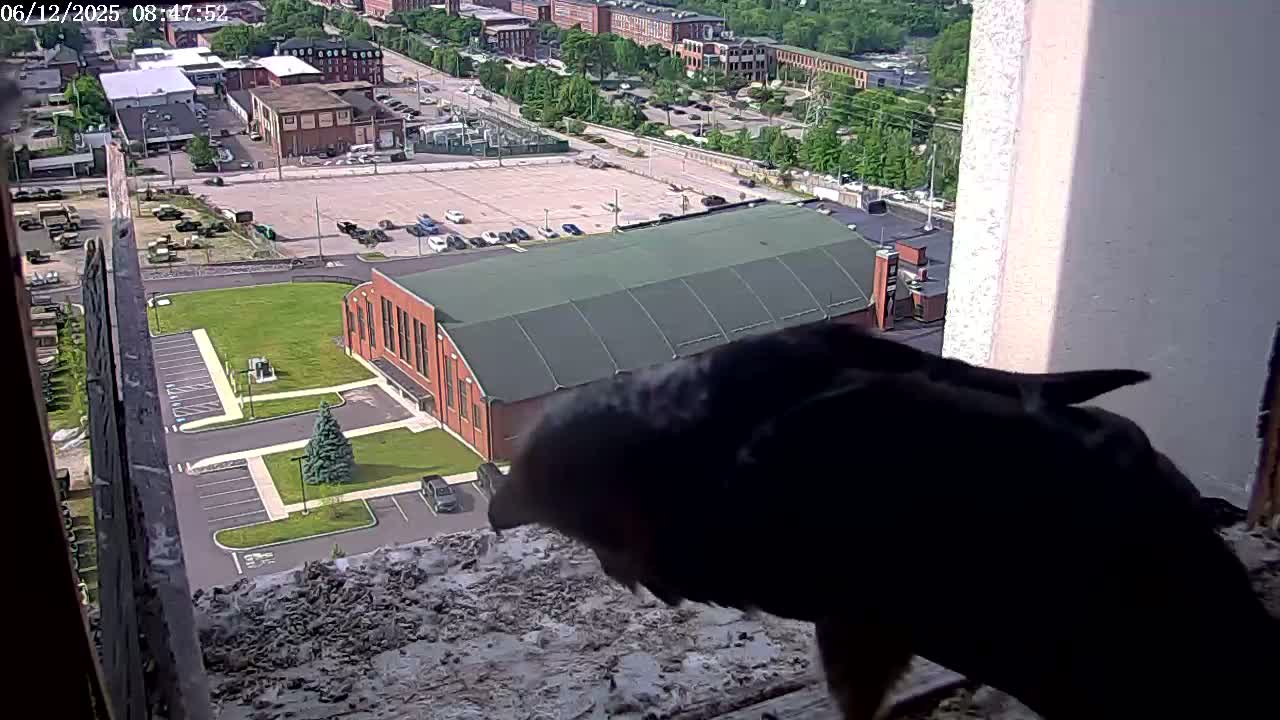 A dark-colored bird is perched on a window ledge overlooking a large parking lot, a brick building with a green roof, and a cityscape on a sunny day.