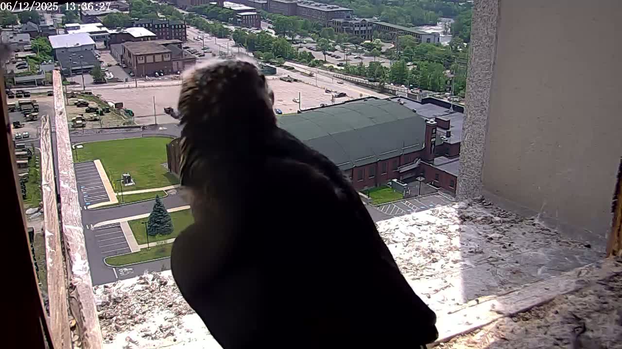 A dark-colored bird sits on a window ledge overlooking a sunny cityscape with a large building and parking lots.
