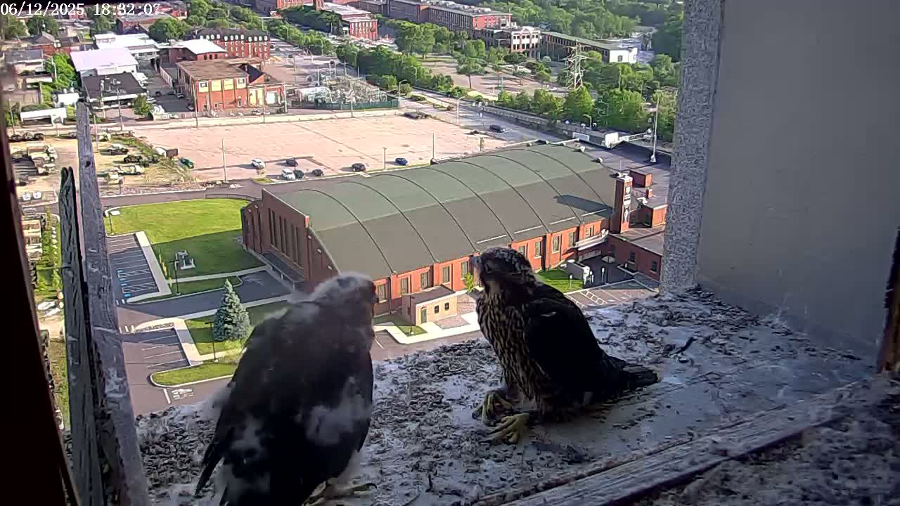 New Hampshire , Manchester City Skyline & Falcons Life Live Cam 2 - Manchester, Hillsborough, New Hampshire, USA
