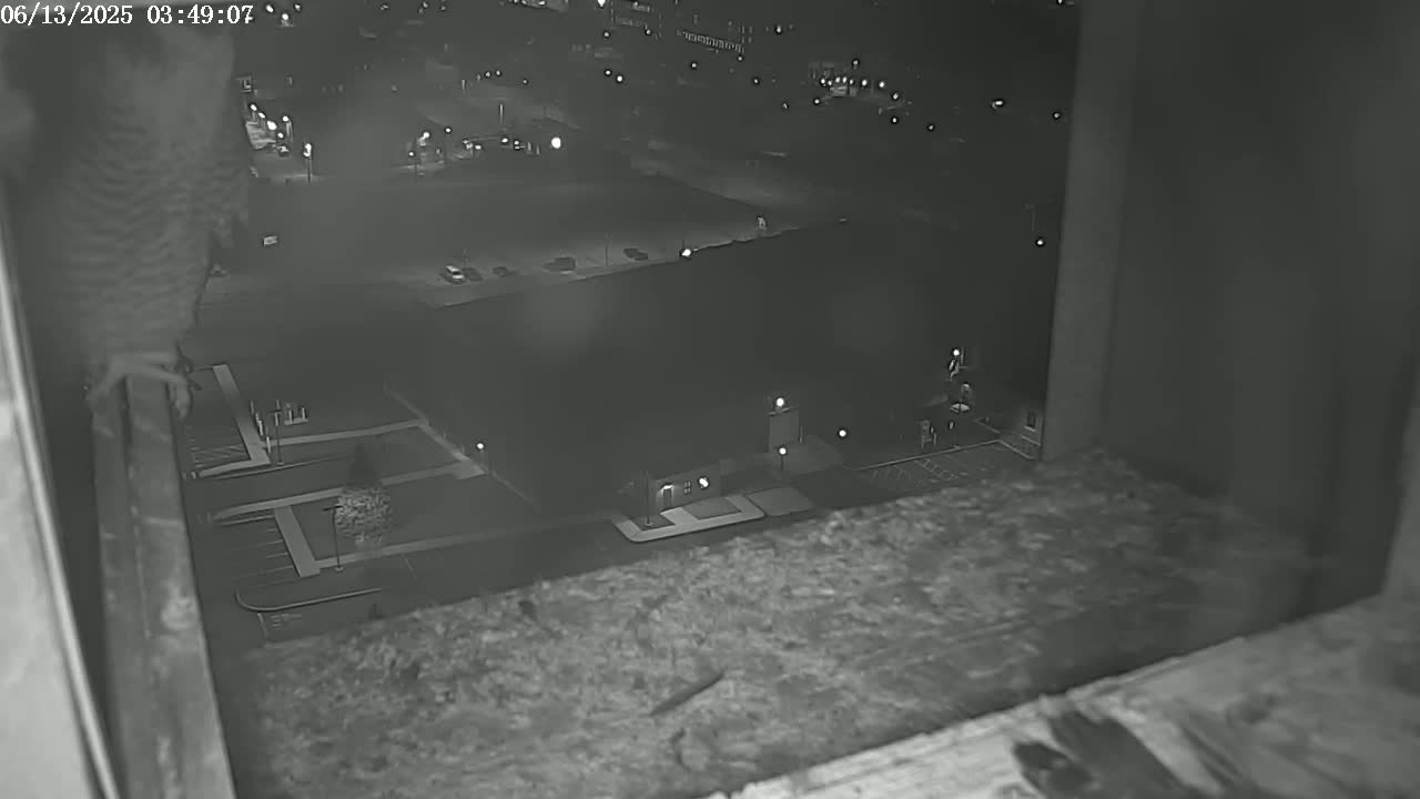 A bird is perched on a ledge overlooking a nighttime parking lot and building, illuminated by artificial lights.