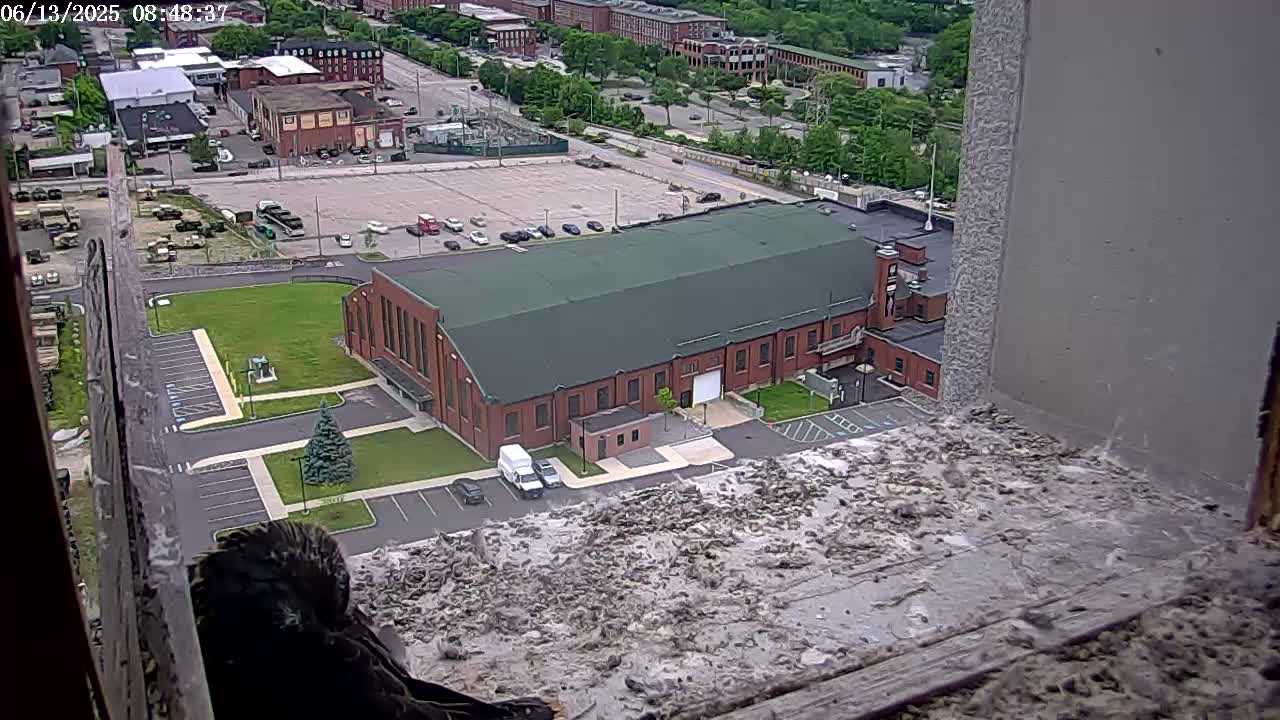 A bird sits on a ledge overlooking a large brick building and a parking lot on a partly sunny day.