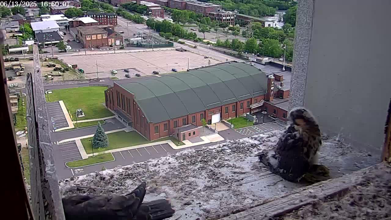 A young bird of prey sits on a ledge overlooking a large brick building and a paved parking lot, on a partly cloudy day.