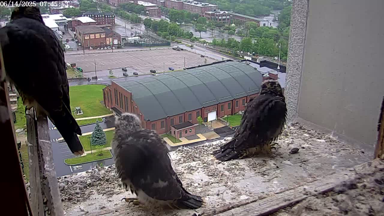Three young peregrine falcons sit on a windowsill overlooking a rainy cityscape with a large brick building in the background.