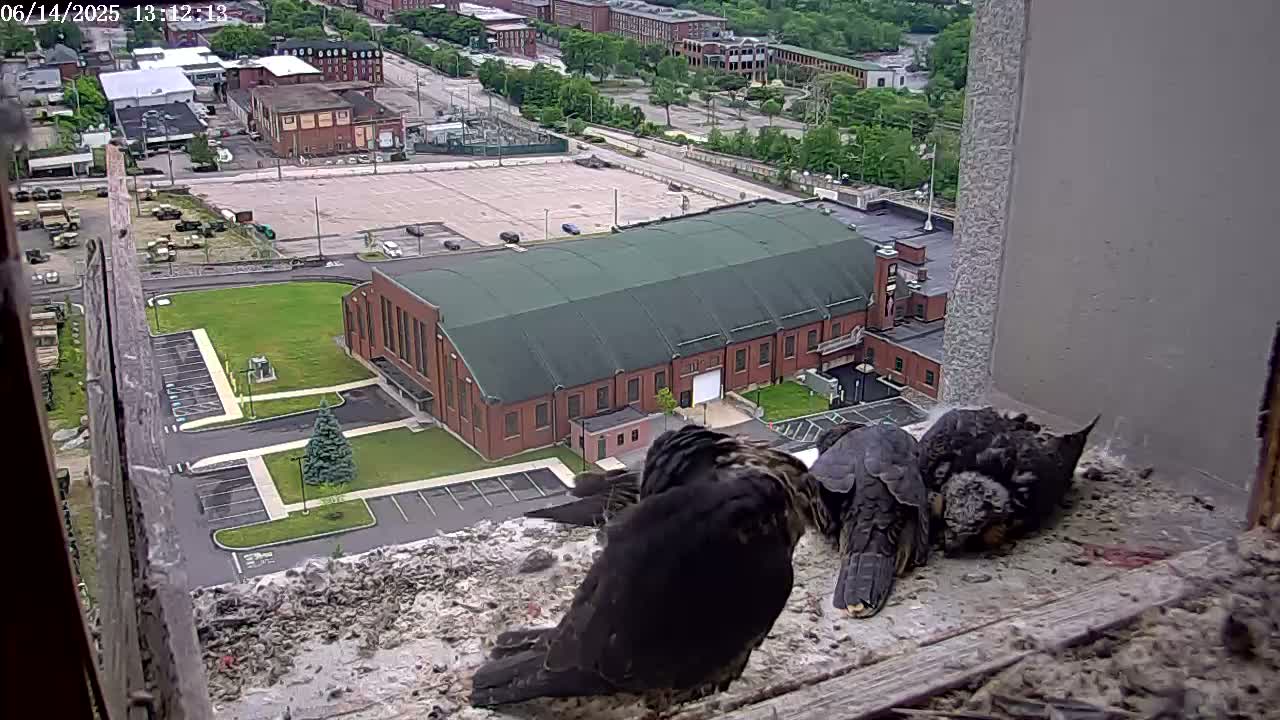 Three dark-colored birds are perched on a windowsill overlooking a large brick building and a parking lot on a partly sunny day.