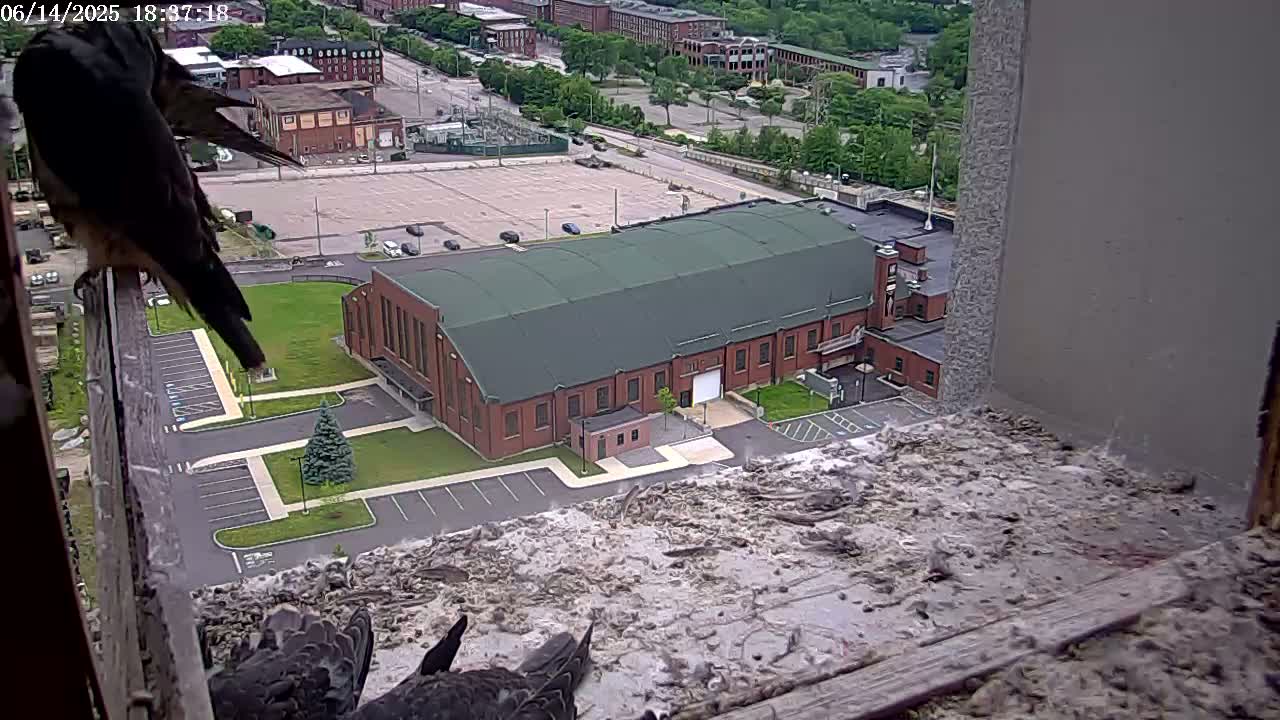 Three dark-colored birds are perched on a windowsill overlooking a large brick building and a parking lot on a partly sunny day.