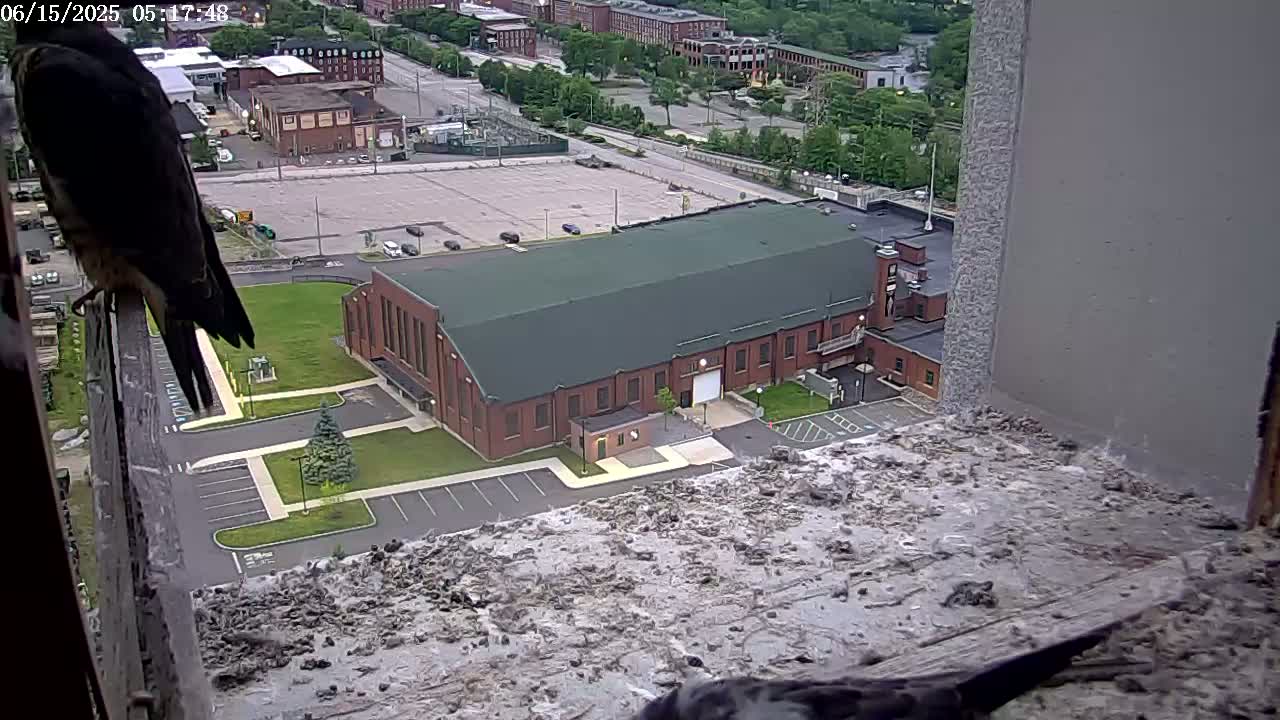 A falcon perched on a ledge overlooking a large brick building and a parking lot on a partly cloudy day.