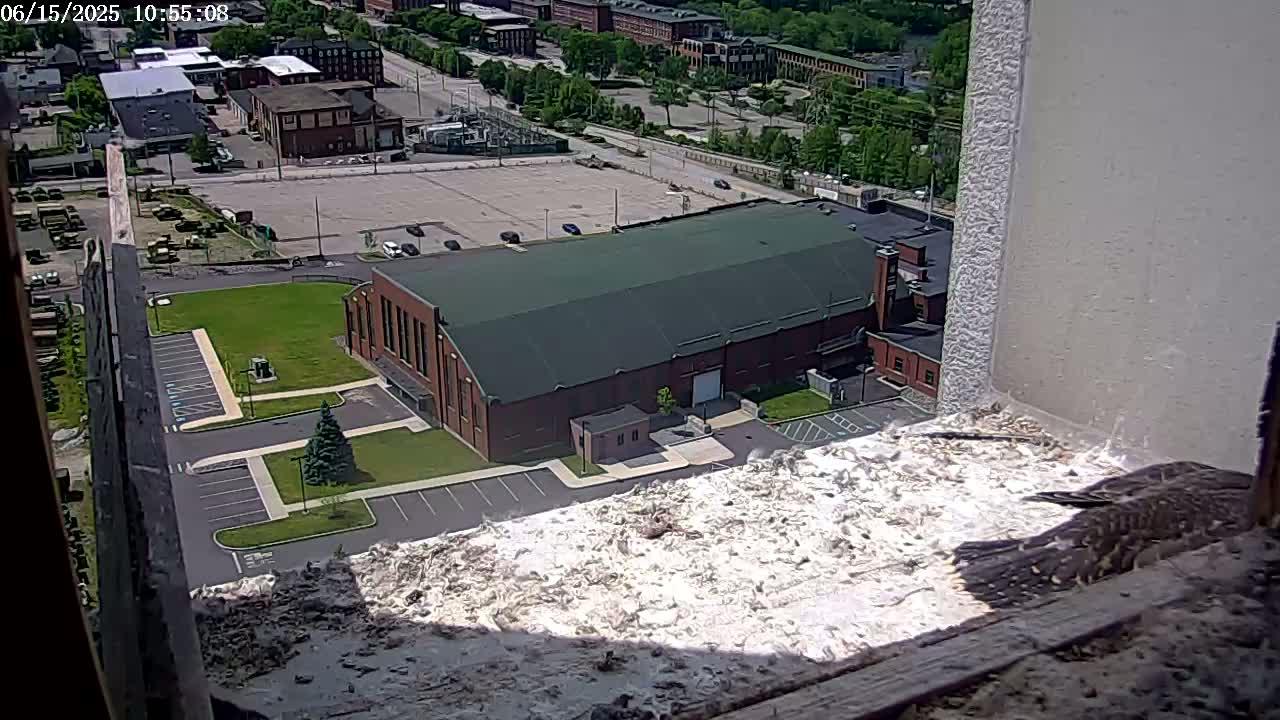 A bird sits on a ledge overlooking a large brick building and a parking lot, under a sunny sky.