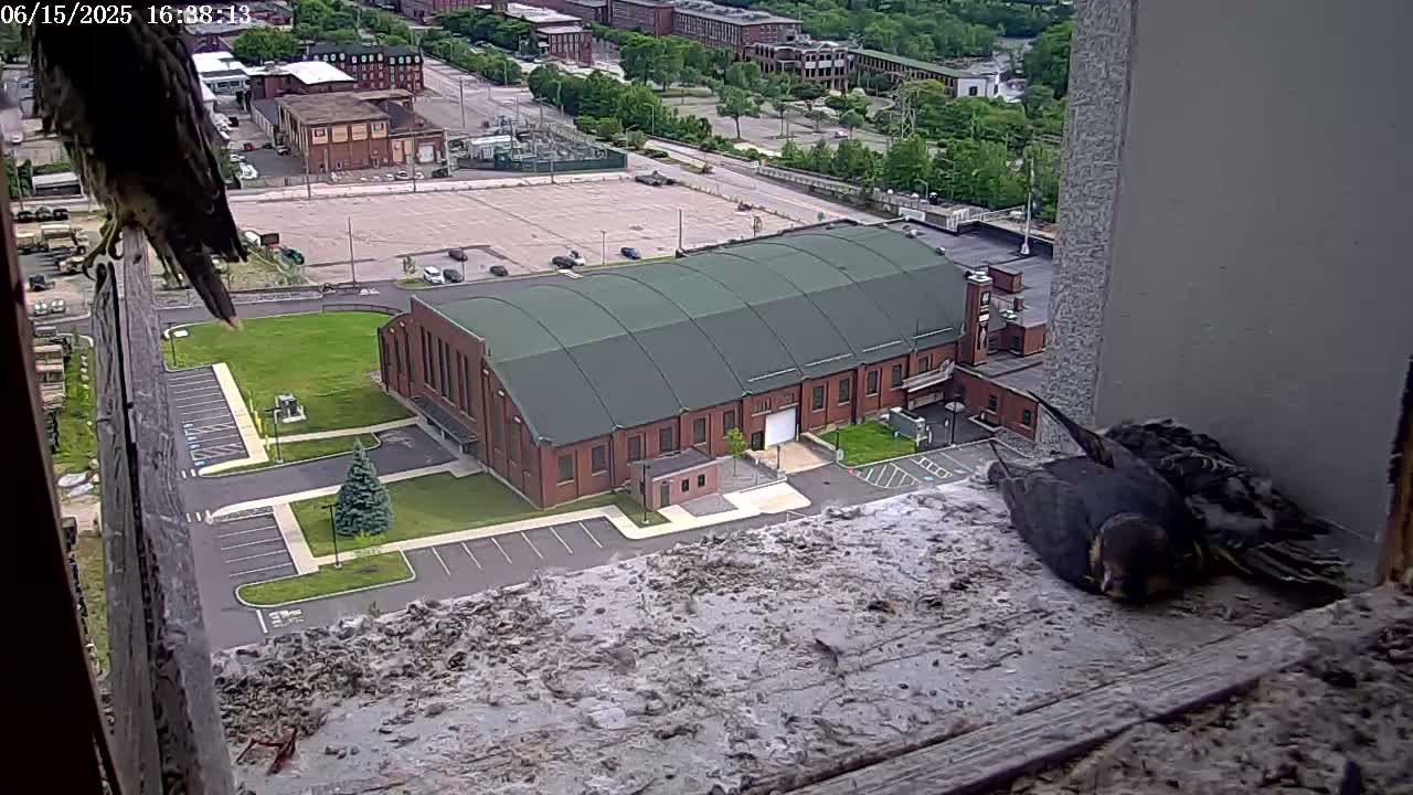 New Hampshire , Manchester City Skyline & Falcons Life Live Cam 2 - Manchester, Hillsborough, New Hampshire, USA