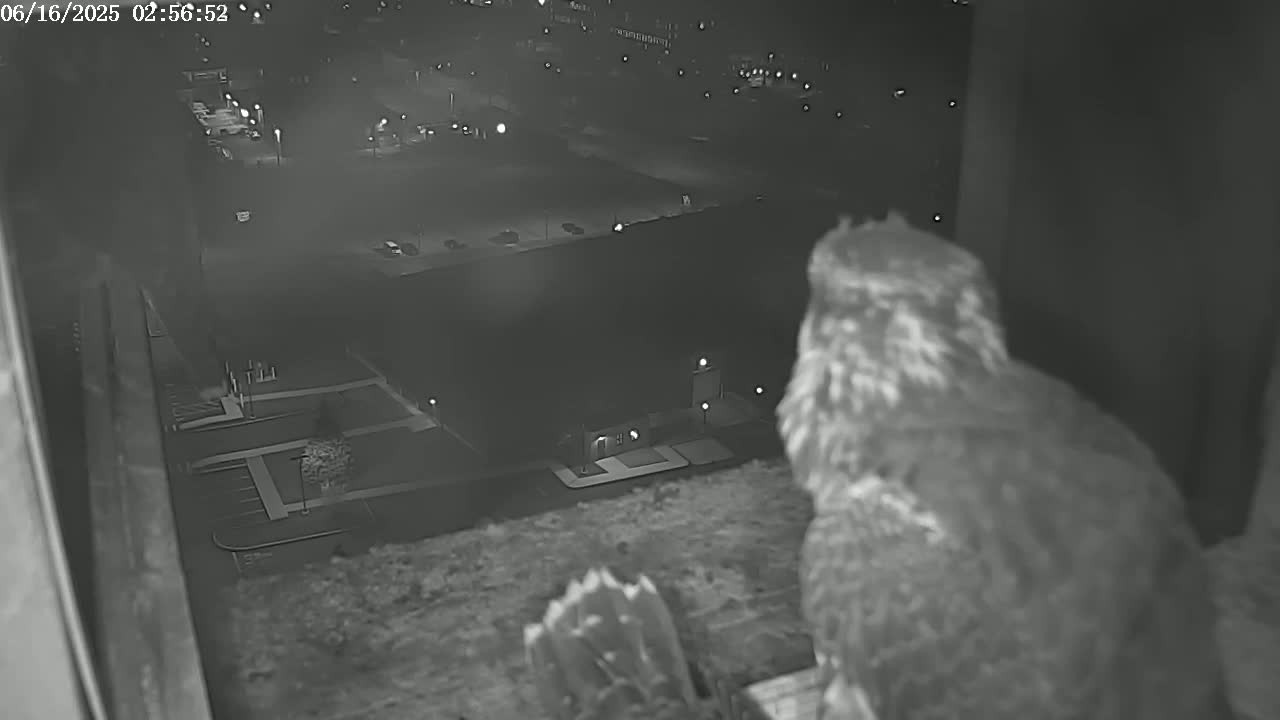New Hampshire , Manchester City Skyline & Falcons Life Live Cam 2 - Manchester, Hillsborough, New Hampshire, USA