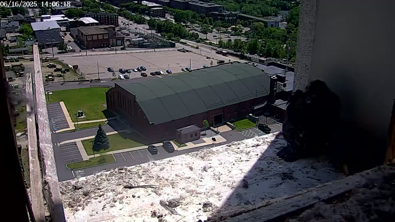 A dark-colored bird sits on a ledge overlooking a large brick building with a green roof, a parking lot, and a grassy area, all under a sunny sky.