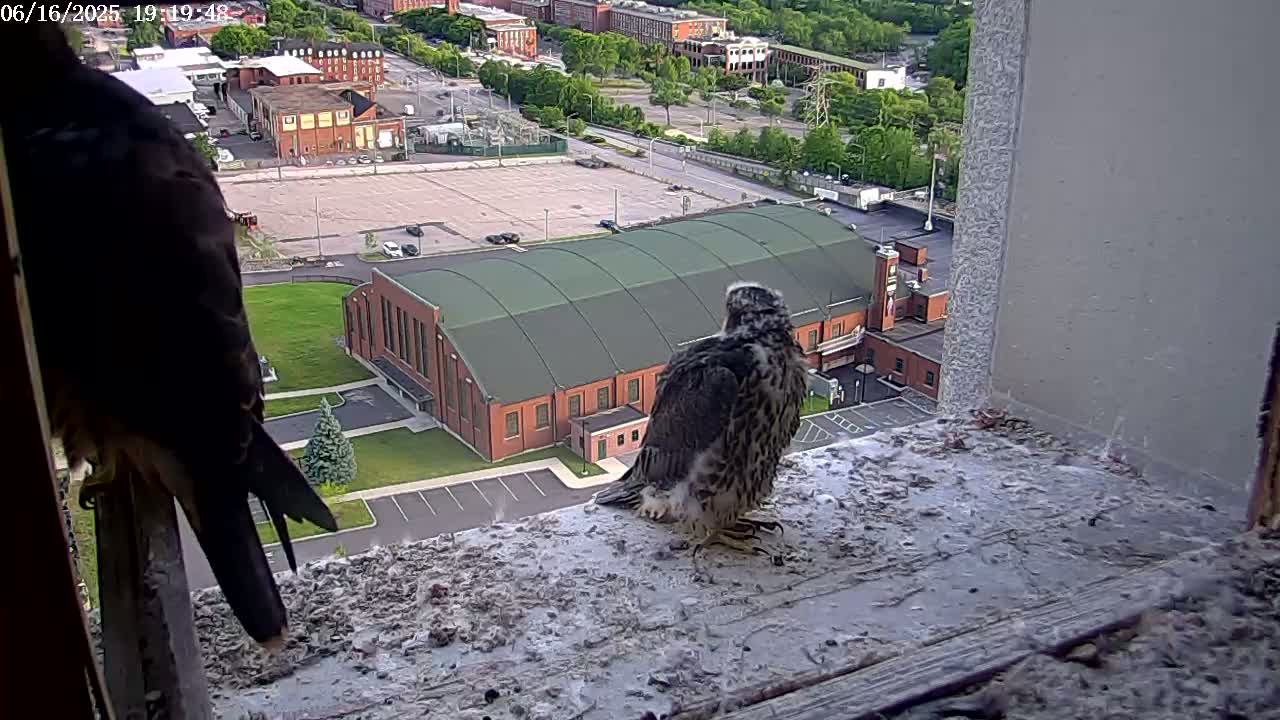 New Hampshire , Manchester City Skyline & Falcons Life Live Cam 2 - Manchester, Hillsborough, New Hampshire, USA