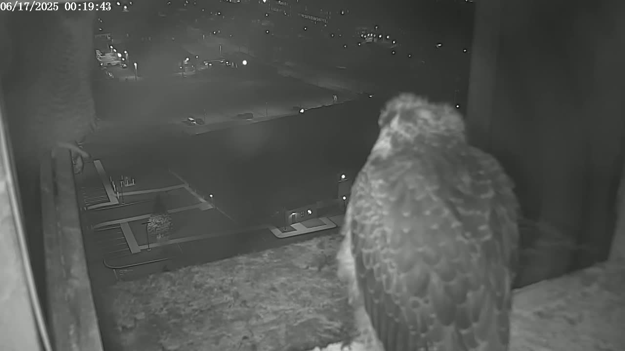 New Hampshire , Manchester City Skyline & Falcons Life Live Cam 2 - Manchester, Hillsborough, New Hampshire, USA