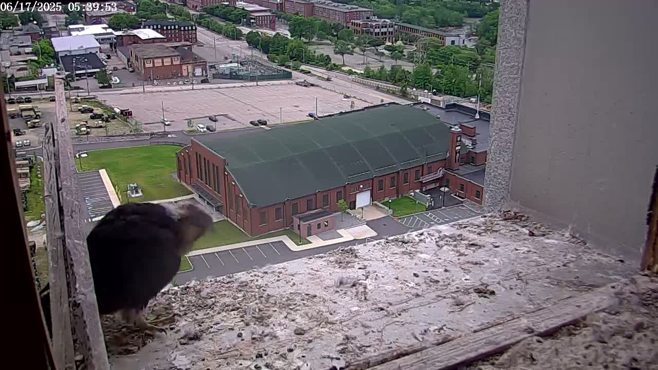 A dark-colored bird perches on a ledge overlooking a large brick building and a parking lot in a sunny, outdoor setting.