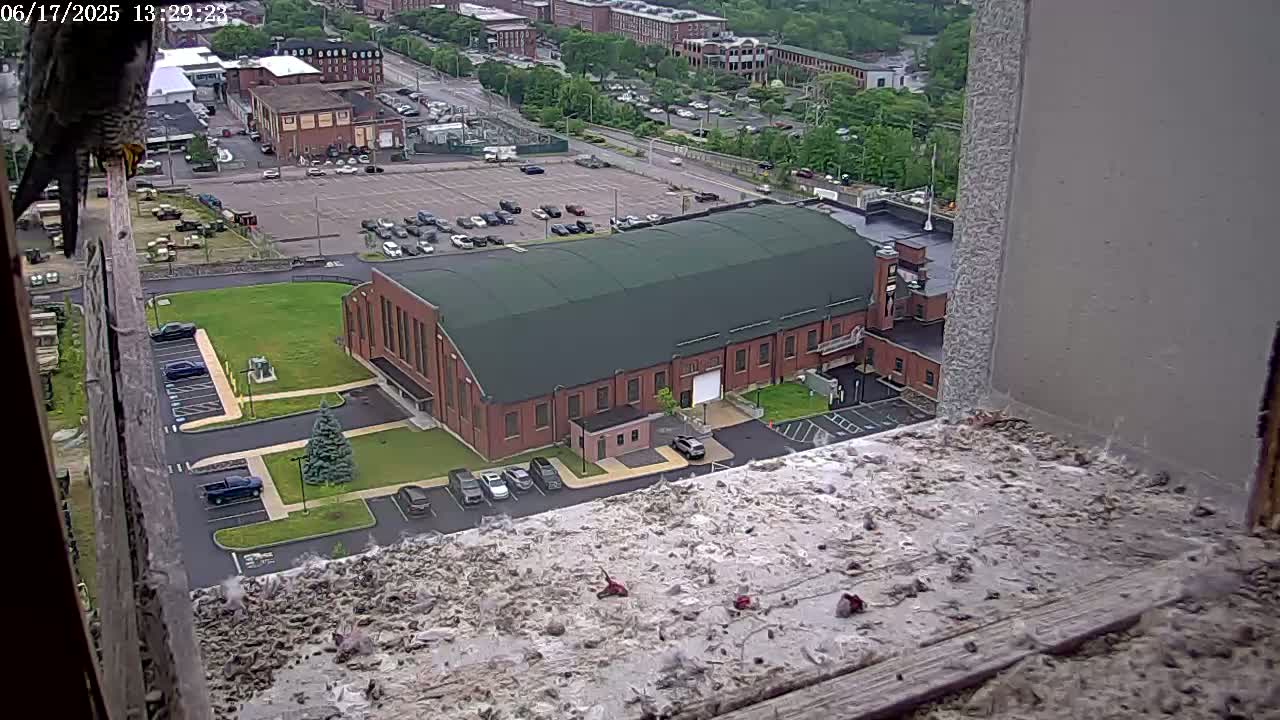 A peregrine falcon perches on a window ledge overlooking a brick building and a parking lot in a city on a partly cloudy day.