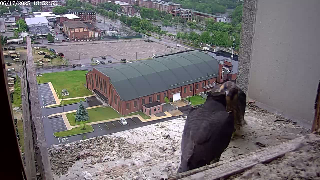 New Hampshire , Manchester City Skyline & Falcons Life Live Cam 2 - Manchester, Hillsborough, New Hampshire, USA
