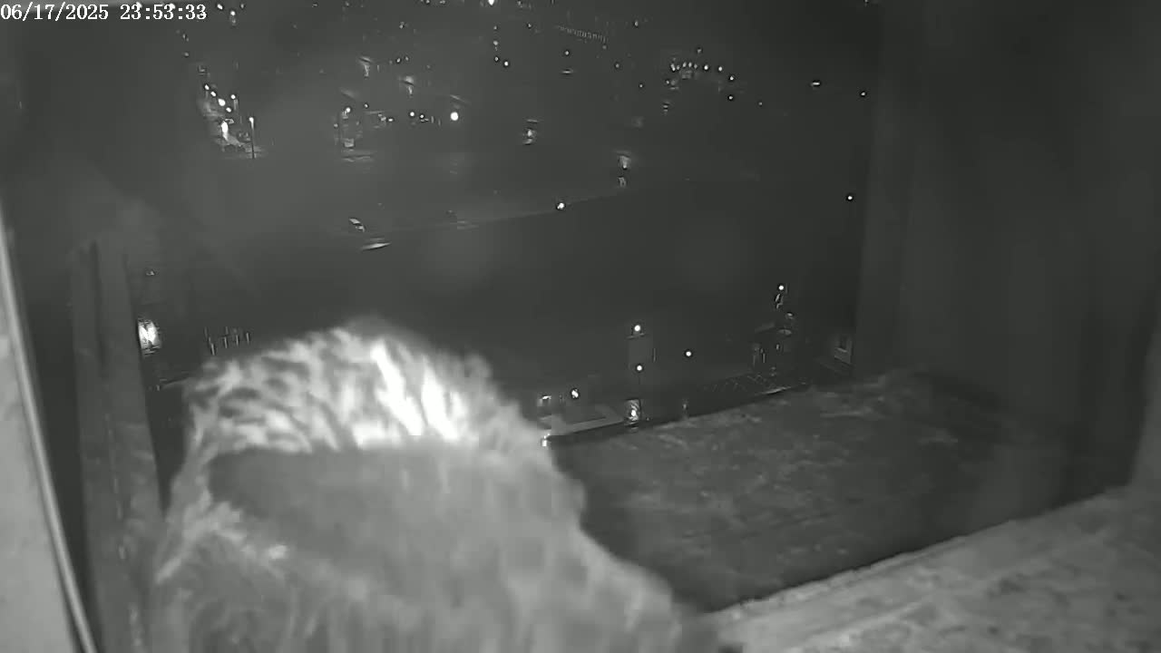 New Hampshire , Manchester City Skyline & Falcons Life Live Cam 2 - Manchester, Hillsborough, New Hampshire, USA
