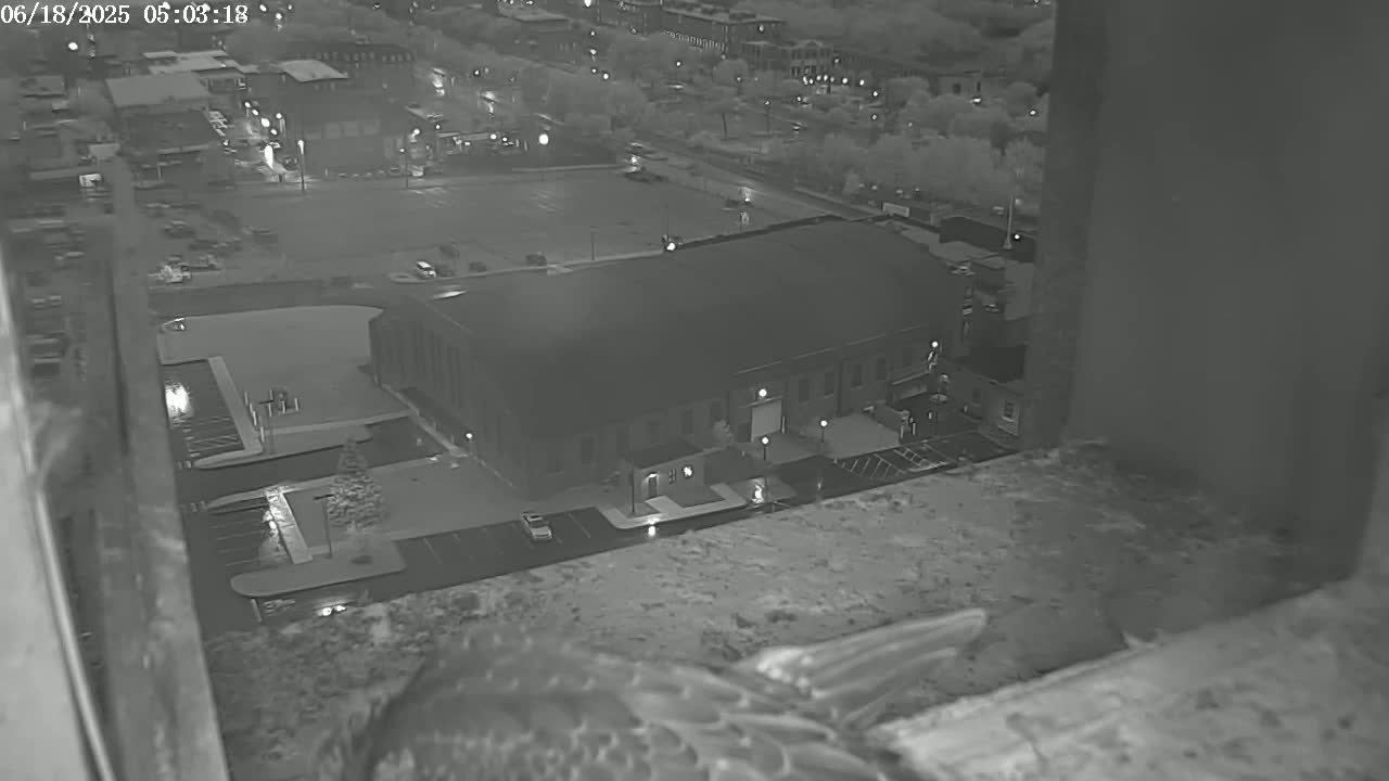 A bird's wing is partially visible in the foreground, with a nighttime view of a city featuring a large building and wet pavement in the background.