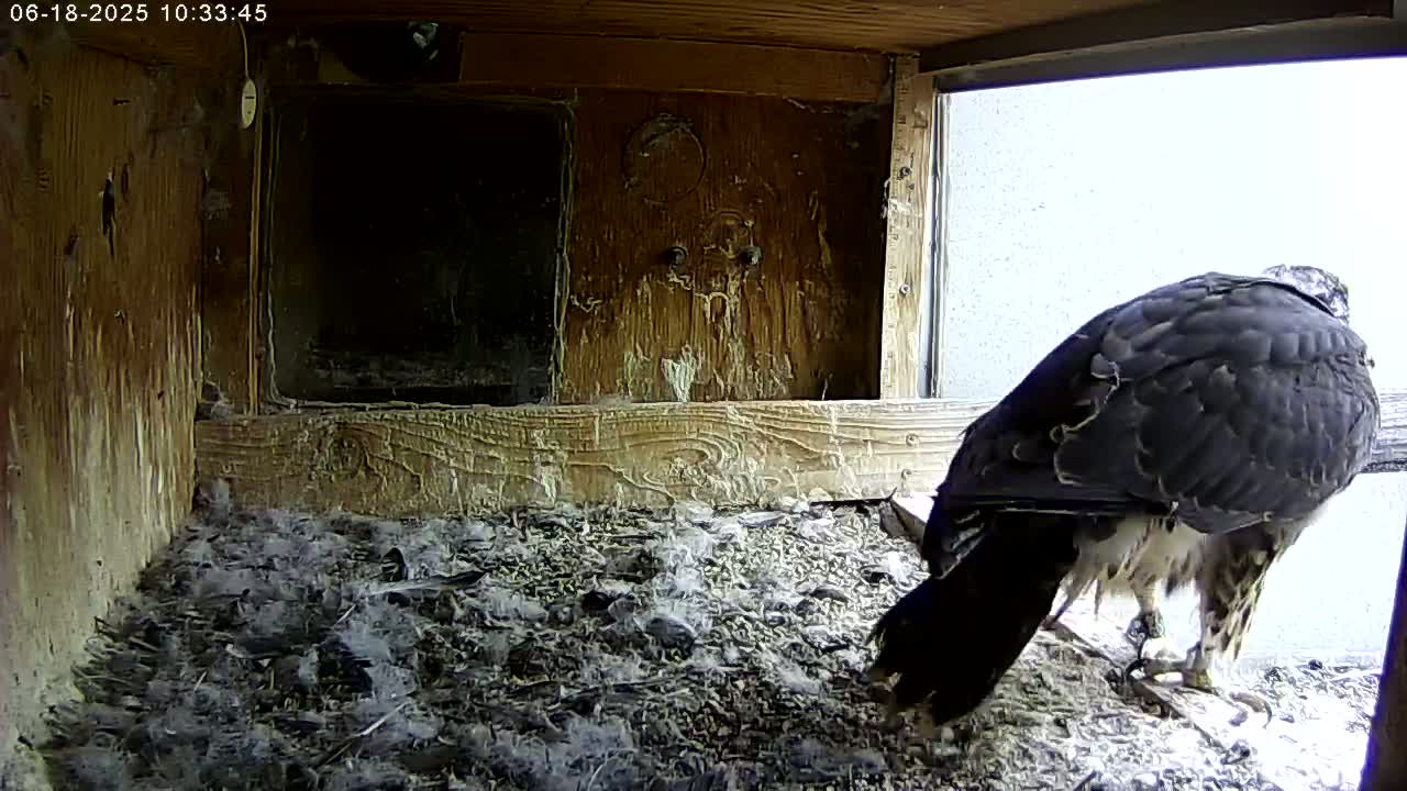 A dark-colored bird sits in a wooden box filled with debris and feathers, in front of a bright window.