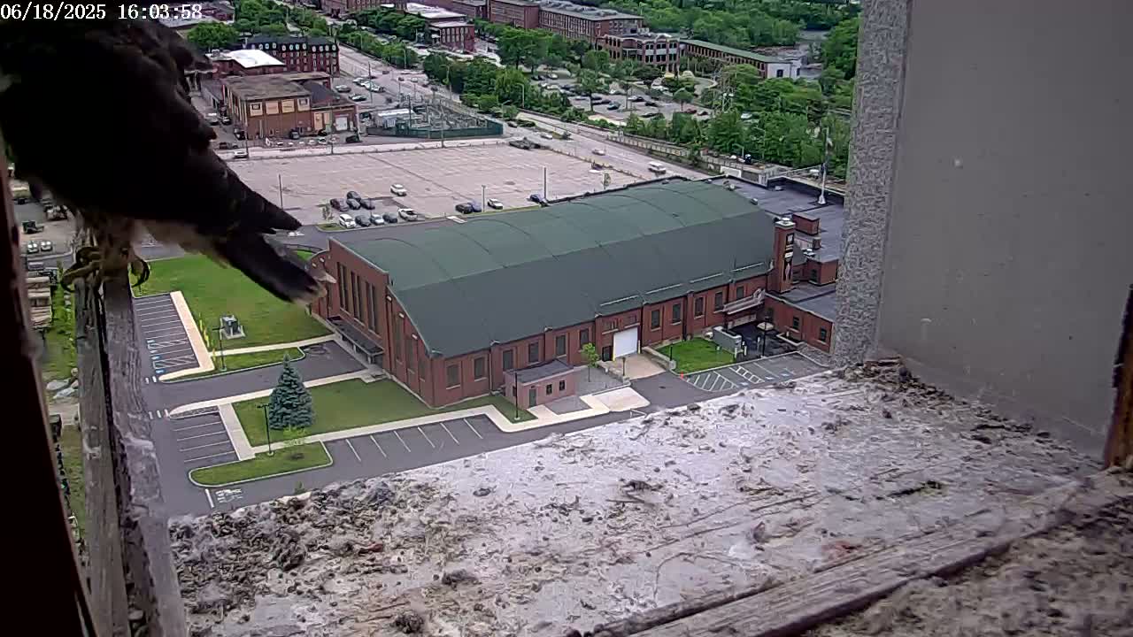 New Hampshire , Manchester City Skyline & Falcons Life Live Cam 2 - Manchester, Hillsborough, New Hampshire, USA