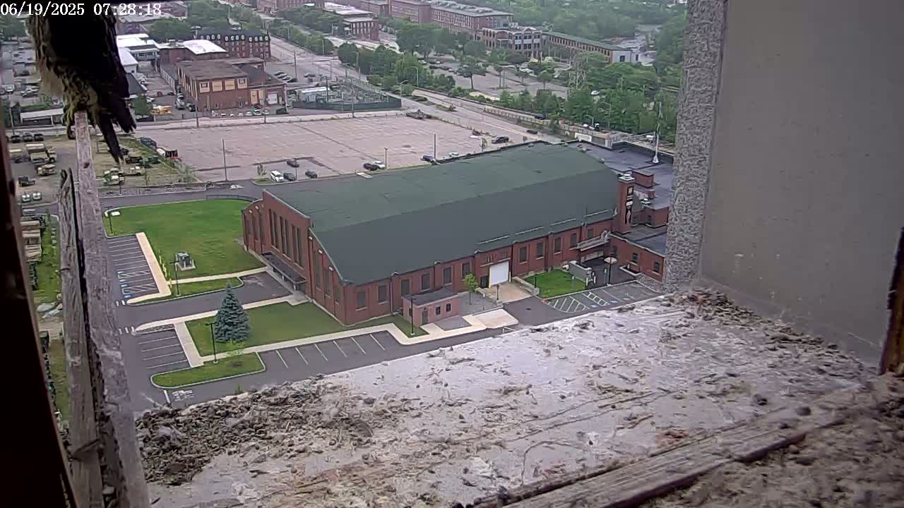 A falcon perches on a ledge overlooking a brick building and a large paved area with some cars, all surrounded by greenery under a partly cloudy sky.